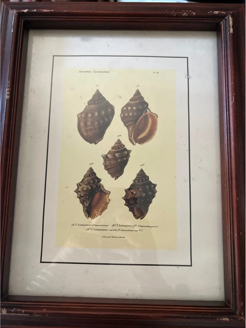 Vintage Wooden Picture Frame with Shell Illustration